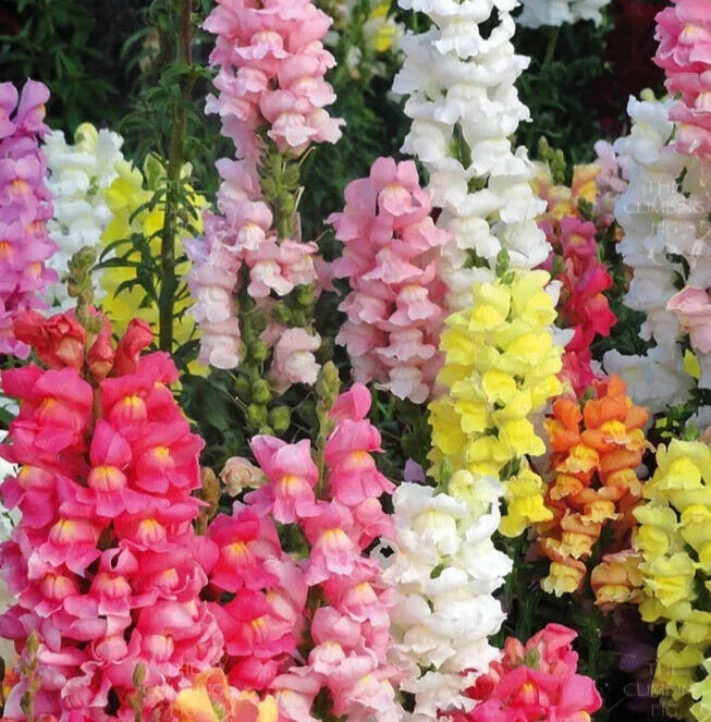 Snapdragon Seeds Rocket Mix - 25 Count Antirrhinum majus for Garden Borders & Containers