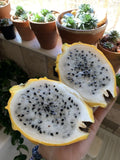 Yellow Dragon Fruit Seeds - 25 Golden Pitaya Seeds Hylocereus Megalanthus for Exotic Fruit Cultivation