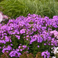 Cover Girl Phlox Seeds - 100+ Perennial Seeds for Garden, Phlox paniculata, Vibrant Blooms, Attracts Pollinators, USA Grown