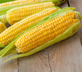 Premium Kandy Korn Sweet Corn Seeds - Zea mays, Heirloom, Non-GMO, Home Garden, Full Sun, Tall Plant, Pack of 50