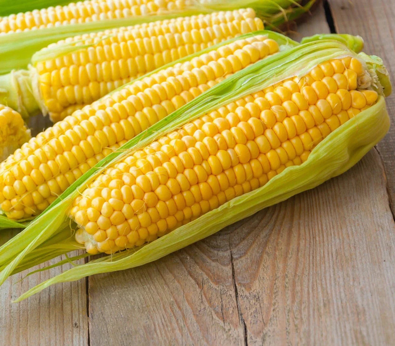 Premium Kandy Korn Sweet Corn Seeds - Zea mays, Heirloom, Non-GMO, Home Garden, Full Sun, Tall Plant, Pack of 50