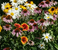 Perennial Flower Seed Mix - 200+ Coneflower, Daisy, Wildflower Seeds for Garden, Pollinator Attracting, Eco-Friendly Blends