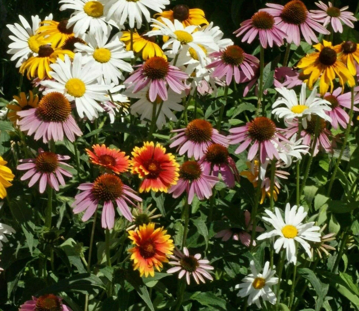 Perennial Flower Seed Mix - 200+ Coneflower, Daisy, Wildflower Seeds for Garden, Pollinator Attracting, Eco-Friendly Blends