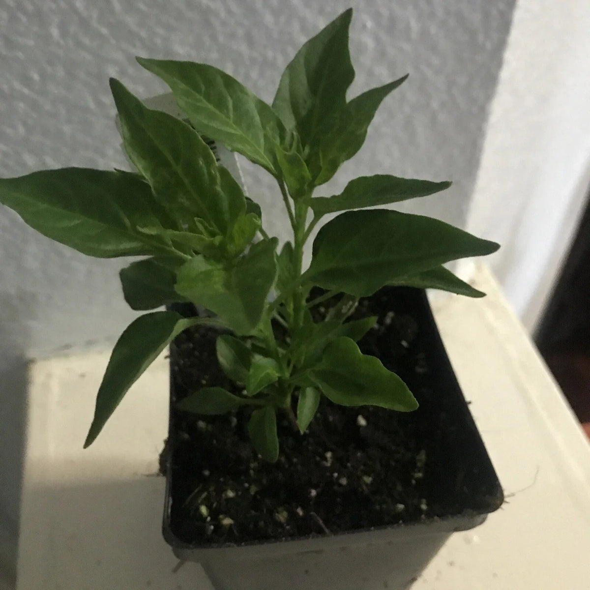 Tepin Chile Pepper Plant - Starter Plant - Capsicum annuum var. glabriusculum - Hot Bird Eye Pepper