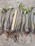 Live Red Mangrove Plants 5 Pack - Rhizophora mangle, 4" to 12" Rooted with Leaves