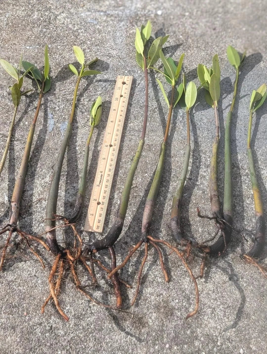 Live Red Mangrove Plants 5 Pack - Rhizophora mangle, 4" to 12" Rooted with Leaves