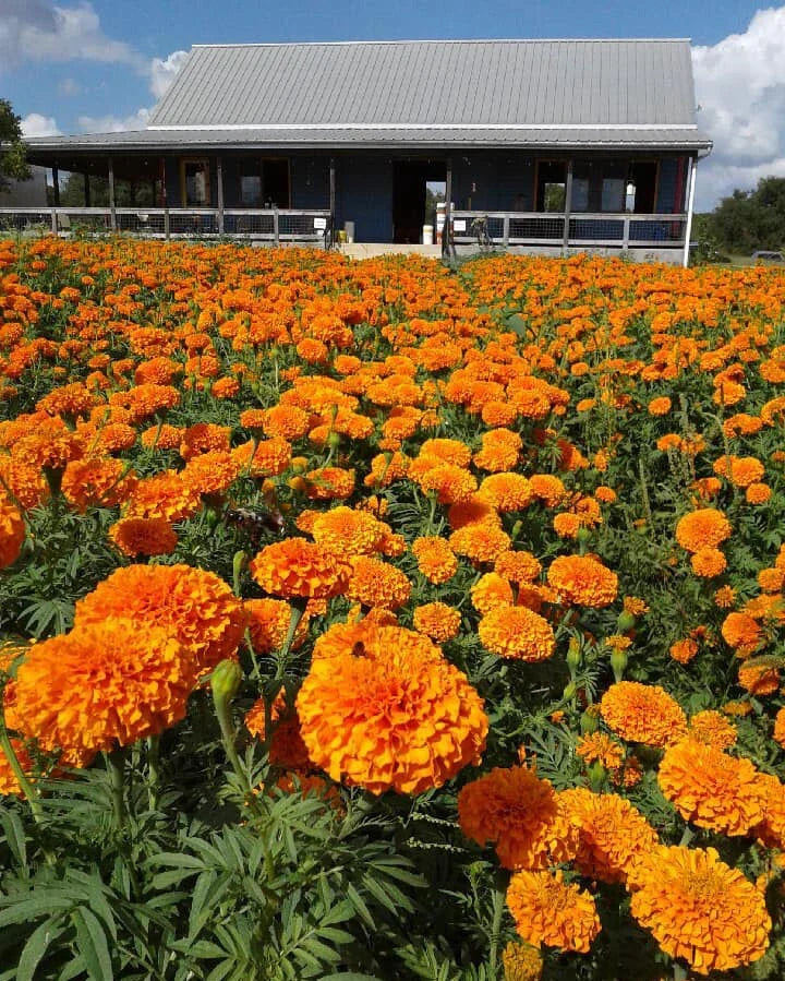Jedi African Marigold Seeds - 25+ Pack, Tagetes erecta, Vibrant Yellow & Orange, Easy to Grow, Attracts Pollinators, Organic, USA Grown