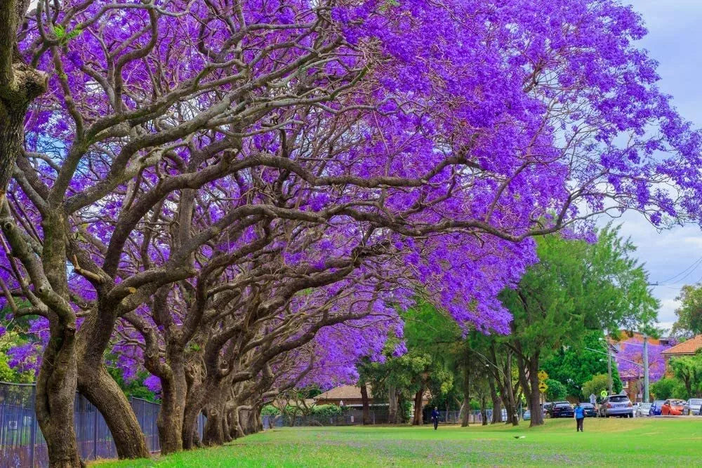 Blue Jacaranda Tree Seeds - 100 Count, Flowering Jacaranda mimosifolia, Tropical Blue-Purple Flowers, Easy to Grow, Made in USA