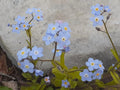 Blue Forget-Me-Not Seeds, Myosotis sylvatica, Perennial Garden Planting, 25+ Seeds for Borders & Containers
