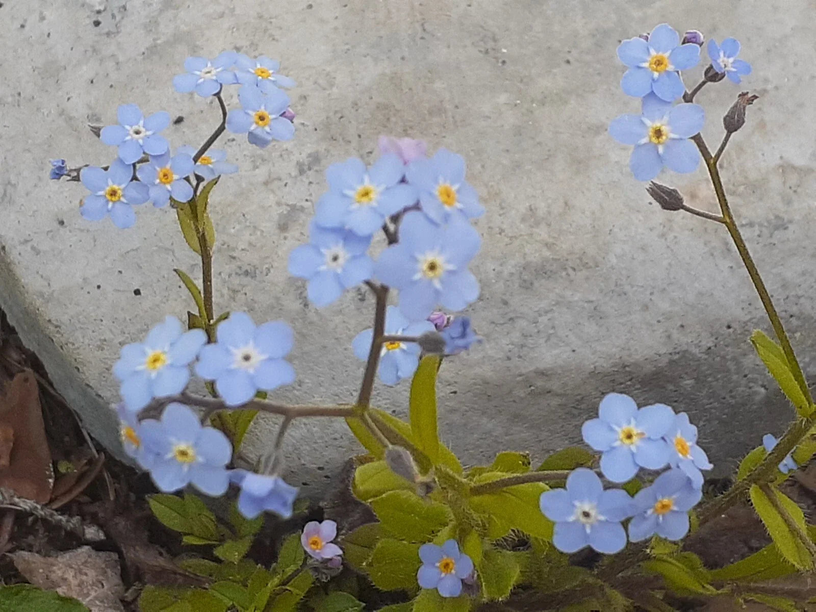 Blue Forget-Me-Not Seeds, Myosotis sylvatica, Perennial Garden Planting, 25+ Seeds for Borders & Containers