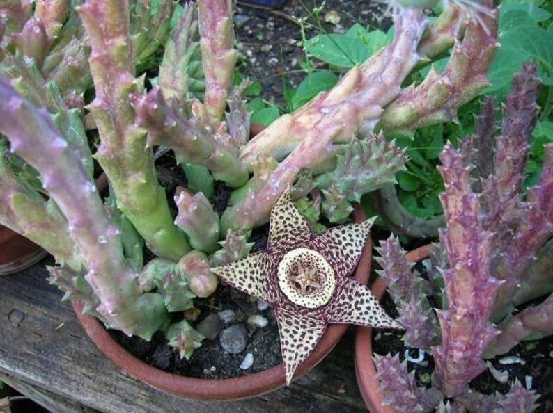 Orbea Variegata Succulent Cuttings - 4 Pack, Variegated Green and White, Easy Care Propagation Plant, Indoor or Outdoor Garden