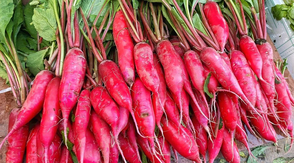 Salad Rose Radish Seeds - 500+ Pack, Raphanus sativus, Non-GMO, Fast Germination, Vibrant Pink Skin, Perfect for Salads & Garden Planting