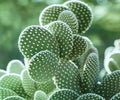 Big White Bunny Ears Cactus Plant - Opuntia microdasys albata Live Succulent for Indoor Outdoor Gardens