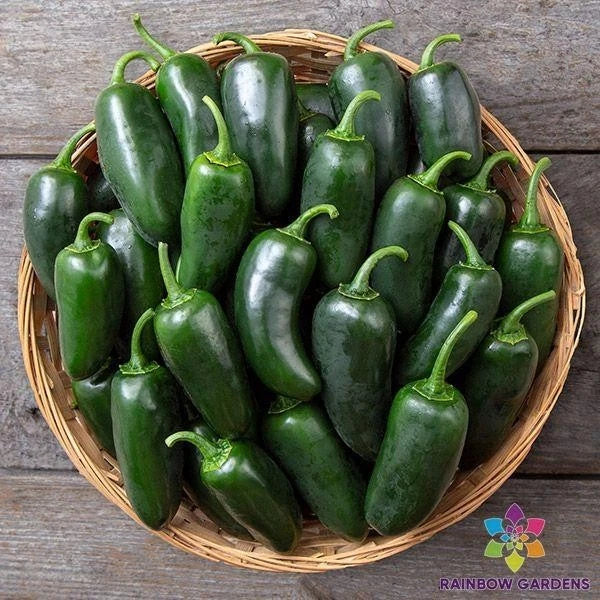 Black Jalapeno Hot Pepper Seeds - Capsicum annuum, 25+ Seeds for Garden, Container, or Bed Planting, USA Grown