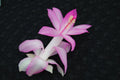 Christmas Cactus Starter Plant - Liberty Pink Frost Schlumbergera Truncata - Vibrant Pink Blooms, Easy Care, Indoor & Outdoor