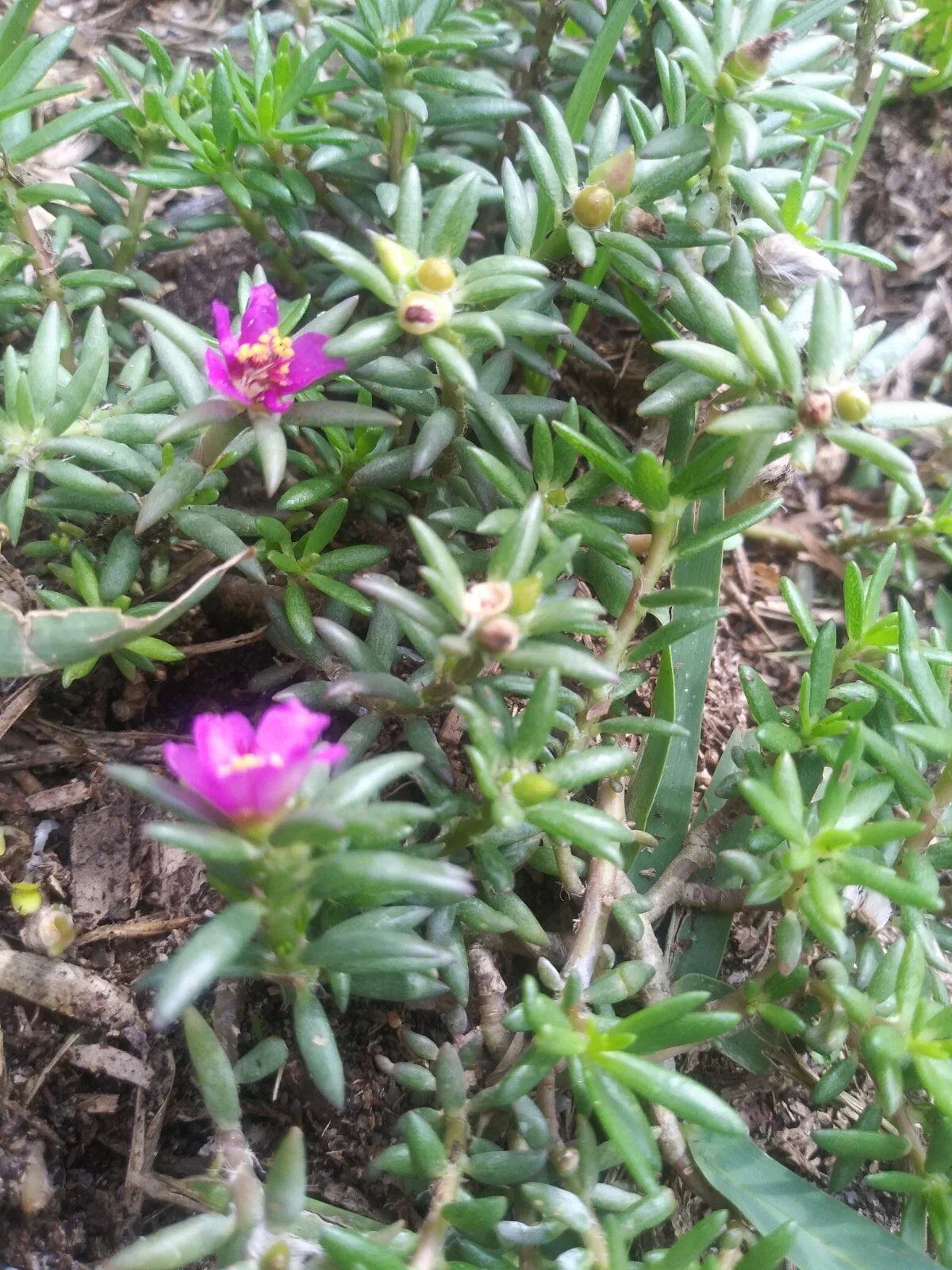 Organic Live Rooted Pink Blooms Succulents - Drought Tolerant Native Plants - Low Maintenance Garden Plants - 2 Pack