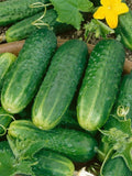 Cucumber Seeds - County Fair Pickling Variety - Cucumis sativus - Heirloom for Home Garden, Crisp, High Germination