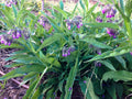 Organic Comfrey Plants Symphytum officinale Pesticide-Free Permaculture Companion Plant
