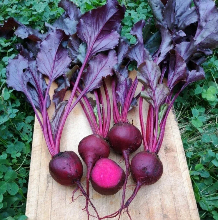 Bulls Blood Beet Seeds 2oz - Heirloom Beta vulgaris Nutritional Ornamental Fast-Grower