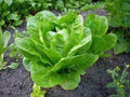 Butterhead Lettuce Seeds, Heirloom Buttercrunch, Non-GMO, Organic Vegetable Garden, Lactuca sativa, 500 Seeds