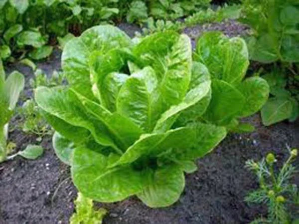 Butterhead Lettuce Seeds, Heirloom Buttercrunch, Non-GMO, Organic Vegetable Garden, Lactuca sativa, 500 Seeds