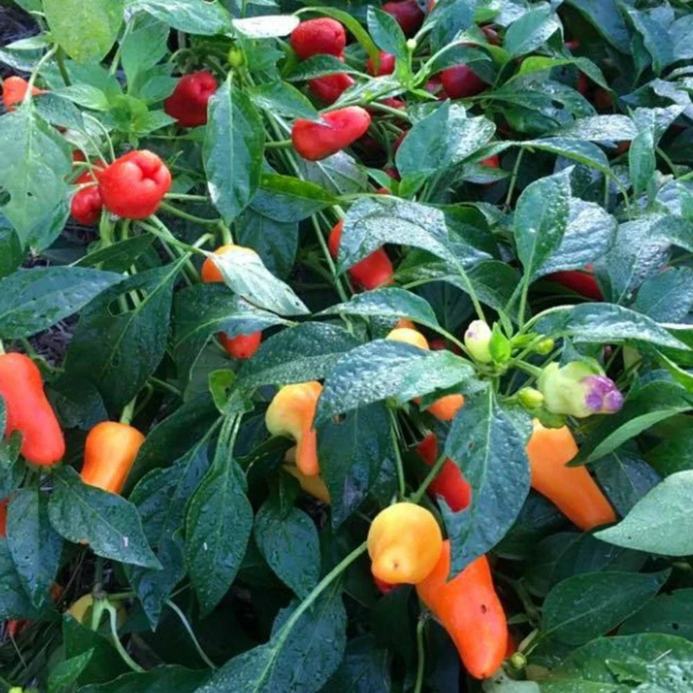 Sweet Pepper Seeds - 500 Count - Pretty N Sweet Variety - Capsicum annuum Garden Plant Seeds
