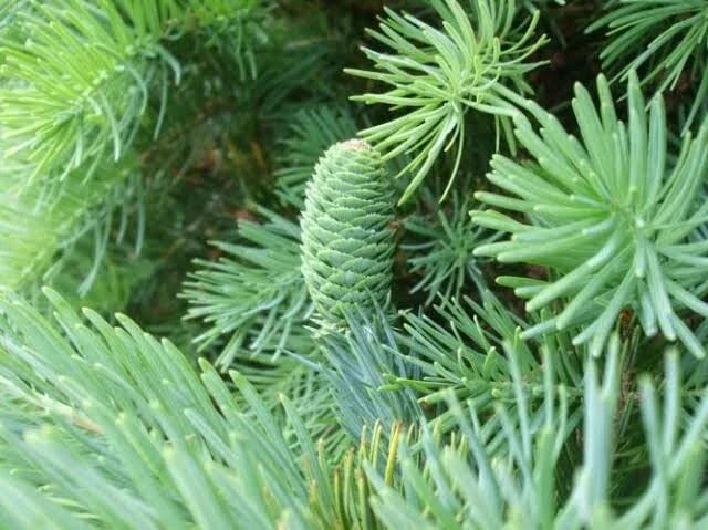 Fortune's Keteleeria Tree Seeds - 30 Seeds - Evergreen Conifer - Keteleeria fortunei for Landscaping and Garden Planting