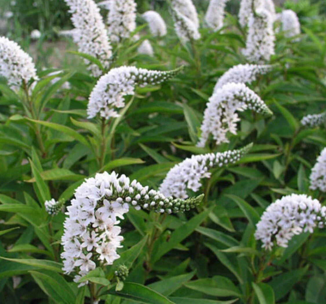 Bare Root Gooseneck Loosestrife Perennial Plant - White Flowers (Lysimachia clethroides) for Garden Landscaping