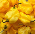 Yellow Habanero Pepper Seeds - 50+ Non-GMO Capsicum chinense for Spicy Garden, Salsa & Sauce Plants, Free Shipping