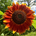 Evening Sun Sunflower Seeds - 50 Pack, Helianthus annuus, Vibrant Yellow Blooms for Gardens and Landscapes