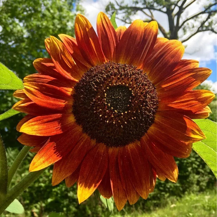 Evening Sun Sunflower Seeds - 50 Pack, Helianthus annuus, Vibrant Yellow Blooms for Gardens and Landscapes