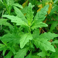 Epazote Seeds - 100+ Organic Culinary & Medicinal Herb Seeds - Dysphania ambrosioides for Garden & Tea