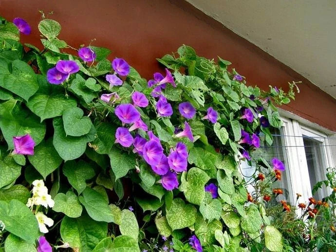 Morning Glory Seeds - Grand Pa Ott, 100+ Seeds, Ipomoea purpurea, Vibrant Purple Flowers for Garden & Landscaping