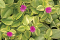 Rare Magenta Baby Sun Rose Hybrid Plant - Aptenia Cordifolia Succulent Ground Cover with Purple Flowers