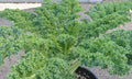 Kale Seeds 1000 Count - Vates Blue Curled Dwarf Brassica oleracea var. sabellica for Healthy Greens, Garden Planting