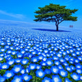 Baby Blue Eyes Seeds - Ground Cover Wildflower Pack - Nemophila menziesii - Over 1000 Seeds for Gardens & Landscaping
