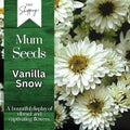 Vanilla Snow Mum Seeds – Chrysanthemum morifolium, White Annual Flower Seeds, 200+ Seeds for Garden & Container Growth