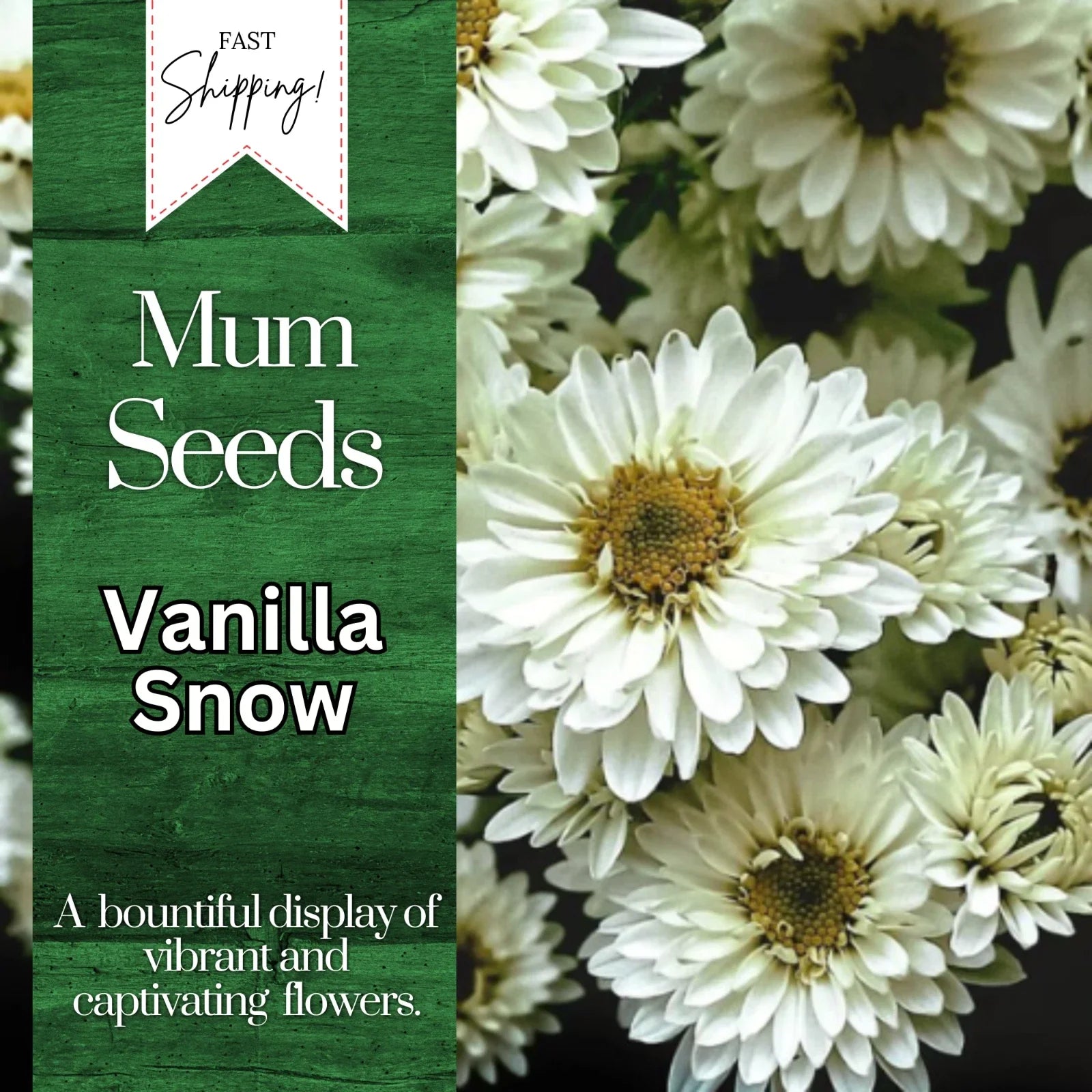 Vanilla Snow Mum Seeds – Chrysanthemum morifolium, White Annual Flower Seeds, 200+ Seeds for Garden & Container Growth