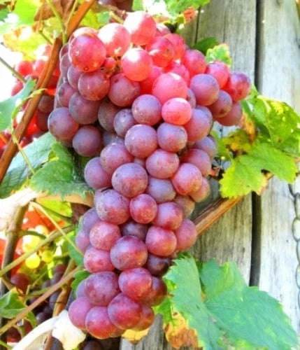 Live Seedless Red Reliance Grape Vine Plant – Well-Rooted Vitis vinifera for Garden or Patio