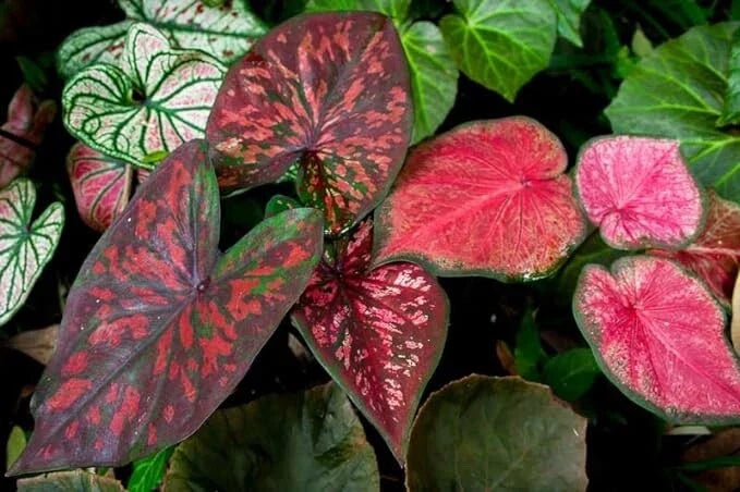 Caladium Bulbs - Mixed Color Fancy Mix - Easy to Grow Perennial Garden Plants - Caladium bicolor
