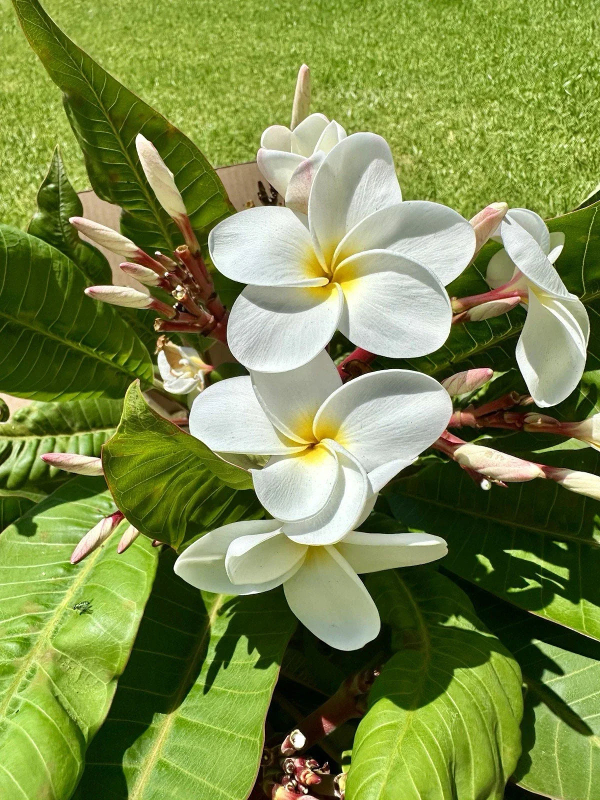 White Plumeria Cuttings 10"-12" Root Ready Tropical Frangipani Plant