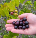 Wild Muscadine Seeds 5 Pack Vitis rotundifolia Large Sweet Fruit Florida Vine