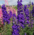 Delphinium LILAC SPIRE Purple Larkspur Seeds – Non-GMO, Early Blooms for Gardens & Bouquets, 100 Seeds
