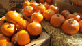 Sugar Pie Pumpkin Seeds - Small Round Cucurbita pepo for Pies, Heirloom, Non-GMO, 7 Seeds