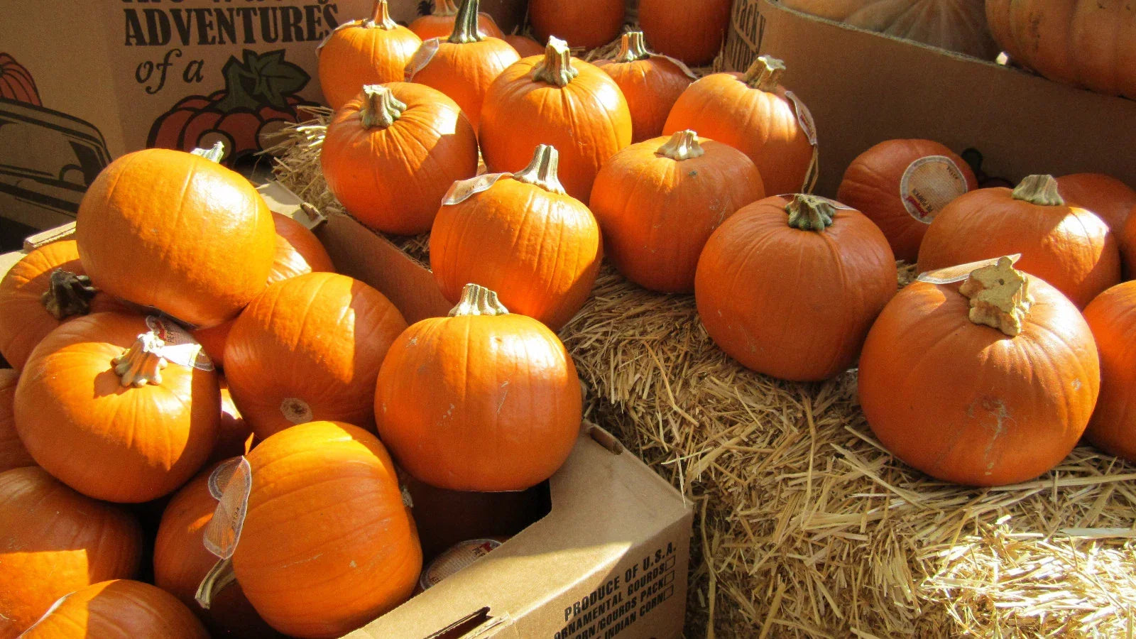 Sugar Pie Pumpkin Seeds - Small Round Cucurbita pepo for Pies, Heirloom, Non-GMO, 7 Seeds