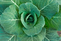Collard Green Seeds - 100 Georgia Variety - High Yield, Nutritious, Brassica oleracea var. viridis