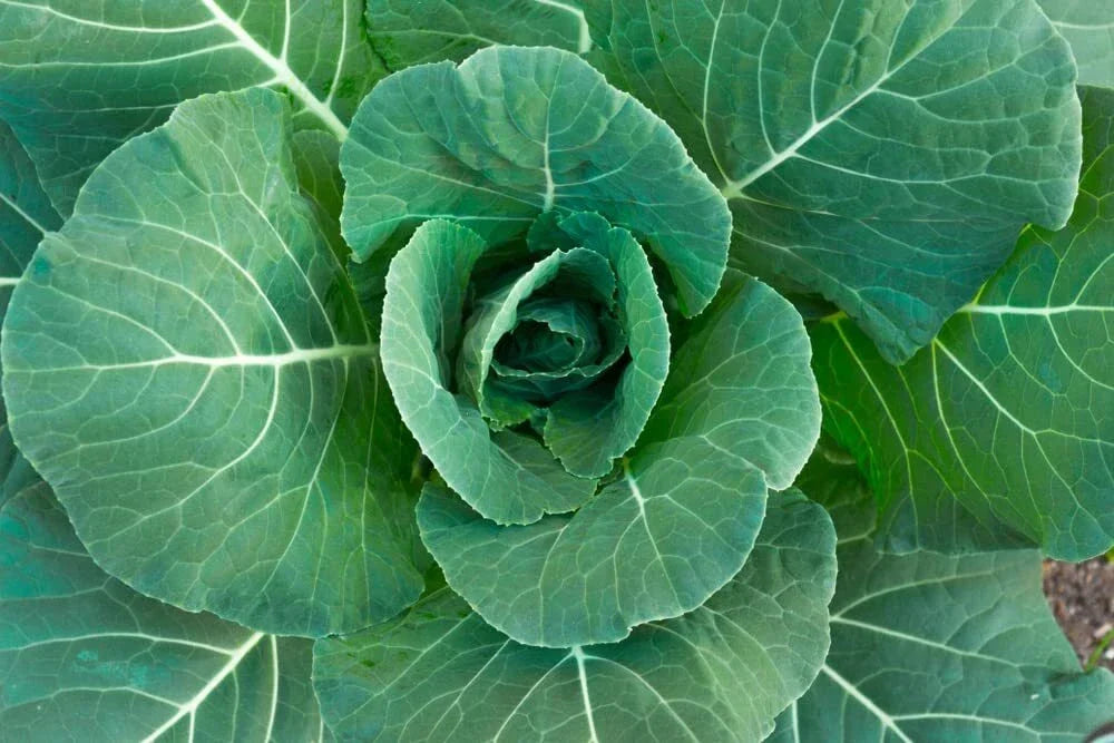 Collard Green Seeds - 100 Georgia Variety - High Yield, Nutritious, Brassica oleracea var. viridis