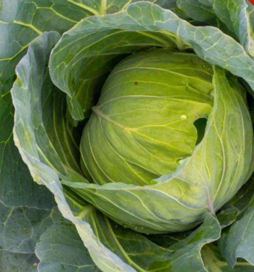 Golden Acre Cabbage Seeds - Bulk 2,000 Non-GMO Heirloom Brassica oleracea for Home Garden & Farming