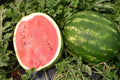 Top Gun Watermelon Seeds – 50+ Non-GMO Citrullus lanatus for Home Garden, Juicy, Sweet Melons, Backyard Planting