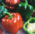 Sweet Giant Pepper Seeds - Keystone Variety, Capsicum annuum, 25 Seeds, Large, Sweet, Edible Peppers for Garden, Roasting & Cooking